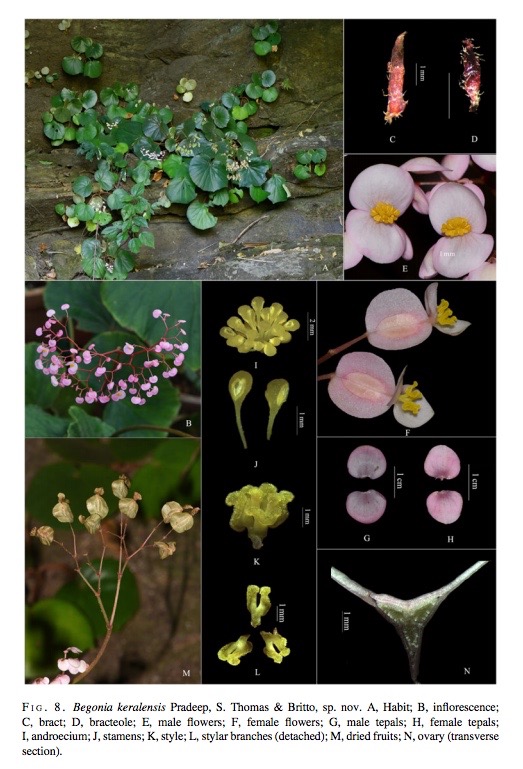 B. keralensis